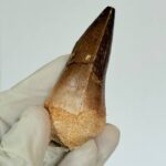 Authentic Mosasaur Teeth for Sale | FossilPaleo - Image 6
