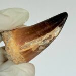 Mosasaurus Tooth for Sale | Giant Marine Reptile Fossil | FossilPaleo - Image 5