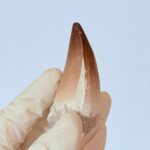 Genuine Mosasaur Tooth Fossil – Cretaceous Dinosaur Tooth from Ancient Marine Reptile - Image 5