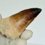 Mosasaur Tooth Fossil – Cretaceous Dinosaur Tooth Marine Reptile - Image 6