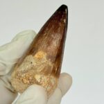 Authentic Mosasaurus Tooth | Giant Marine Reptile Fossil - Image 6