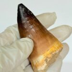 Authentic Mosasaurus Tooth | Giant Marine Reptile Fossil - Image 6