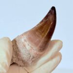 Authentic Mosasaur Tooth for Sale | Premium Fossil Collection - Image 6