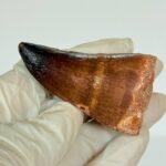 Authentic Mosasaurus Tooth | Giant Marine Reptile Fossil - Image 6