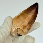 Mosasaur Tooth Fossils for Sale | Authentic Cretaceous Specimens - Image 7