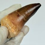 Authentic Mosasaur Teeth for Sale | FossilPaleo - Image 7
