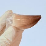 Genuine Mosasaur Tooth Fossil – Cretaceous Dinosaur Tooth from Ancient Marine Reptile - Image 6