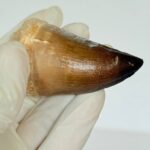 Mosasaur Tooth Fossil – Cretaceous Dinosaur Tooth Marine Reptile - Image 5