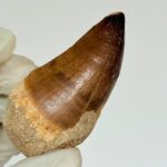 Authentic Mosasaurus Tooth | Giant Marine Reptile Fossil - Image 7