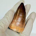 Authentic Mosasaurus Tooth | Giant Marine Reptile Fossil - Image 7