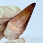 Authentic Mosasaur Tooth for Sale | Premium Fossil Collection - Image 7