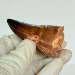 Authentic Mosasaurus Tooth | Giant Marine Reptile Fossil - Image 5
