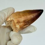 Mosasaur Tooth Fossils for Sale | Authentic Cretaceous Specimens - Image 8