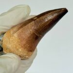 Authentic Mosasaur Teeth for Sale | FossilPaleo - Image 8
