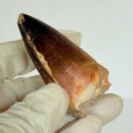 Mosasaurus Tooth for Sale | Giant Marine Reptile Fossil | FossilPaleo - Image 3