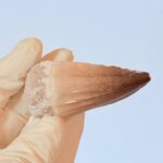 Genuine Mosasaur Tooth Fossil – Cretaceous Dinosaur Tooth from Ancient Marine Reptile - Image 7