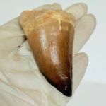 Mosasaur Tooth Fossil – Cretaceous Dinosaur Tooth Marine Reptile - Image 4