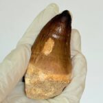 Authentic Mosasaurus Tooth | Giant Marine Reptile Fossil - Image 8