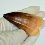 Authentic Mosasaurus Tooth | Giant Marine Reptile Fossil - Image 8