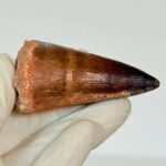 Authentic Mosasaurus Tooth | Giant Marine Reptile Fossil - Image 4