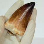 Mosasaur Tooth Fossils for Sale | Authentic Cretaceous Specimens - Image 9