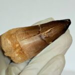 Authentic Mosasaur Teeth for Sale | FossilPaleo - Image 9