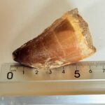 Mosasaurus Tooth for Sale | Giant Marine Reptile Fossil | FossilPaleo - Image 2