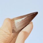 Genuine Mosasaur Tooth Fossil – Cretaceous Dinosaur Tooth from Ancient Marine Reptile - Image 8