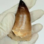 Mosasaur Tooth Fossil – Cretaceous Dinosaur Tooth Marine Reptile - Image 3
