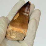 Authentic Mosasaurus Tooth | Giant Marine Reptile Fossil - Image 9