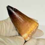 Authentic Mosasaurus Tooth | Giant Marine Reptile Fossil - Image 9