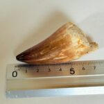 Mosasaur Tooth Fossils for Sale | Authentic Cretaceous Specimens - Image 10