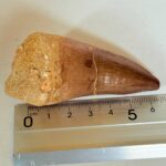 Authentic Mosasaur Teeth for Sale | FossilPaleo - Image 10