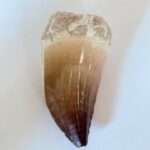 Genuine Mosasaur Tooth Fossil – Cretaceous Dinosaur Tooth from Ancient Marine Reptile - Image 9
