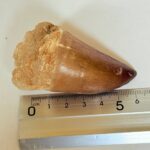 Mosasaur Tooth Fossil – Cretaceous Dinosaur Tooth Marine Reptile - Image 2