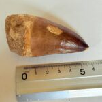 Authentic Mosasaurus Tooth | Giant Marine Reptile Fossil - Image 10