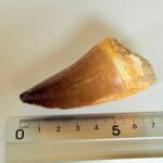 Authentic Mosasaurus Tooth | Giant Marine Reptile Fossil - Image 10