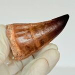 Authentic Mosasaurus Tooth | Giant Marine Reptile Fossil - Image 3