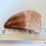Authentic Mosasaur Tooth for Sale | Premium Fossil Collection - Image 10