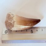 Genuine Mosasaur Tooth Fossil – Cretaceous Dinosaur Tooth from Ancient Marine Reptile - Image 10
