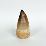 Genuine Mosasaur Tooth Fossil – Cretaceous Dinosaur Tooth Marine Reptile