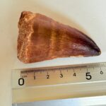 Authentic Mosasaurus Tooth | Giant Marine Reptile Fossil - Image 2