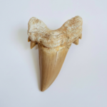 Eocene Shark Tooth: 8 cm Otodus Obliquus | Ancestor to the Megalodon - Image 3