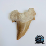 Eocene Shark Tooth: 8 cm Otodus Obliquus | Ancestor to the Megalodon