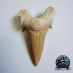 Eocene Shark Tooth: 8 cm Otodus Obliquus | Ancestor to the Megalodon