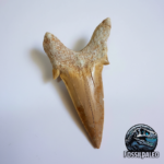Eocene Shark Tooth: 7 cm Otodus Obliquus | Ancestor to the Megalodon