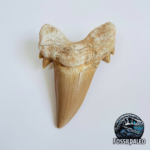 Eocene Shark Tooth: 8 cm Otodus Obliquus | Ancestor to the Megalodon
