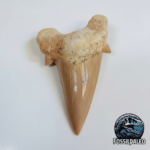 Eocene Shark Tooth: 8 cm Otodus Obliquus | Ancestor to the Megalodon
