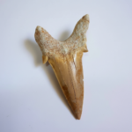 Eocene Shark Tooth: 7 cm Otodus Obliquus | Ancestor to the Megalodon - Image 3