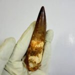 Authentic Spinosaurus Tooth | 100 Million Year Old Fossil - Image 3